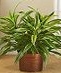 Green Plants