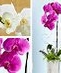 Orchids & Exotic