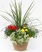 Outdoor Plants & Garden Gifts