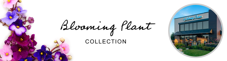 Flowering Plants