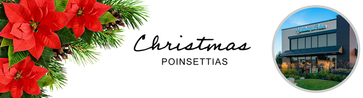 Christmas Poinsettias