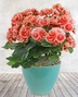 Flowering Plants