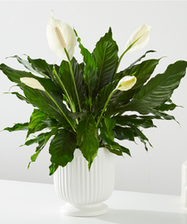 Comfort Planter - Peace Lily Plant Denver, CO, Veldkamp's Denver CO