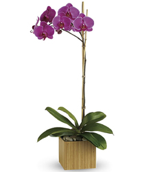 Imperial Orchid: Purple Orchid Plant - Veldkamp's Flowers | Denver