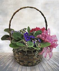 lg_VioletBasketwithBackground-