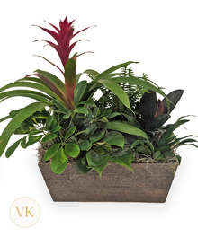 Dish Gardens