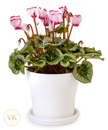 Flowering Plants