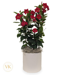 Flowering Plants