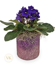 Flowering Plants