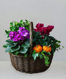 Flowering Plants