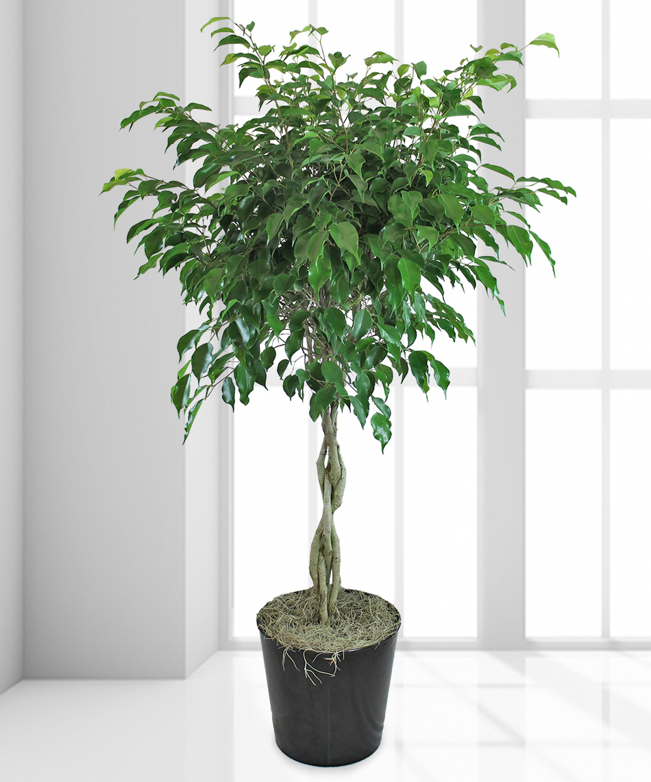 braided tree plant