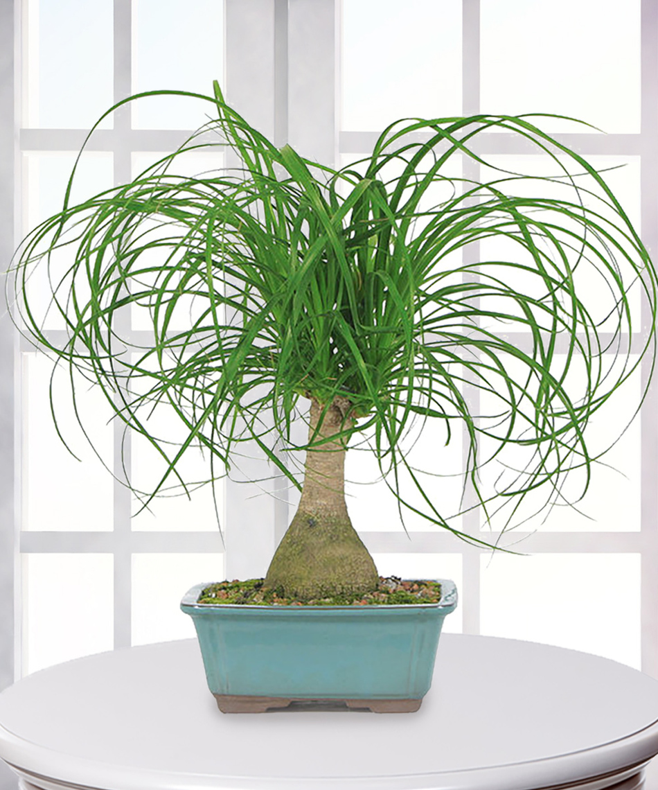 Ponytail Palm Plant Veldkamp's Flowers Denver Florist Fresh Cut