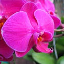 Phalaenopsis Orchids