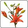 Lily, Asiatic