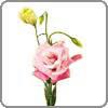 Lisianthus