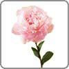 Peony